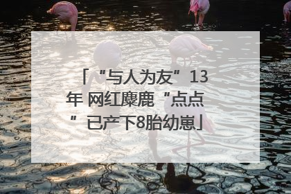 “与人为友”13年 网红麋鹿“点点”已产下8胎幼崽