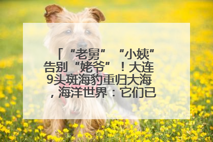 “老舅”“小姨”告别“姥爷”！大连9头斑海豹重归大海，海洋世界：它们已具备野外生存能力