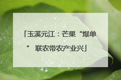 玉溪元江：芒果“爆单” 联农带农产业兴