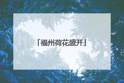 福州荷花盛开