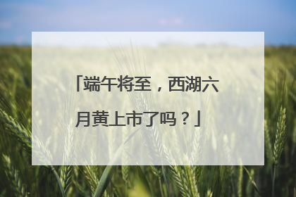 端午将至，西湖六月黄上市了吗？