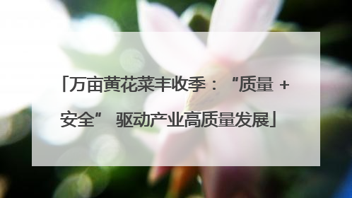 万亩黄花菜丰收季：“质量 + 安全” 驱动产业高质量发展