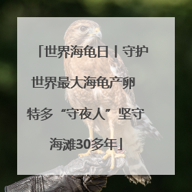 世界海龟日丨守护世界最大海龟产卵 特多“守夜人”坚守海滩30多年