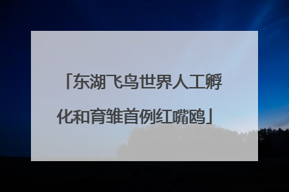 东湖飞鸟世界人工孵化和育雏首例红嘴鸥