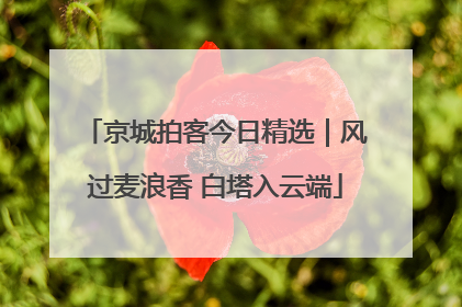 京城拍客今日精选｜风过麦浪香 白塔入云端