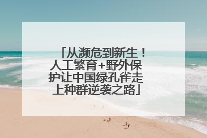 从濒危到新生！人工繁育+野外保护让中国绿孔雀走上种群逆袭之路
