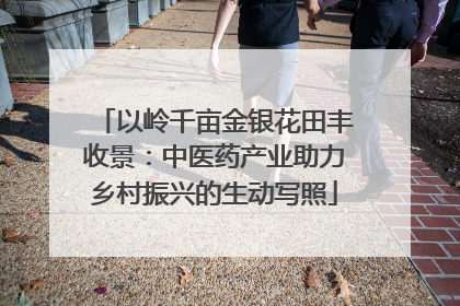 以岭千亩金银花田丰收景：中医药产业助力乡村振兴的生动写照