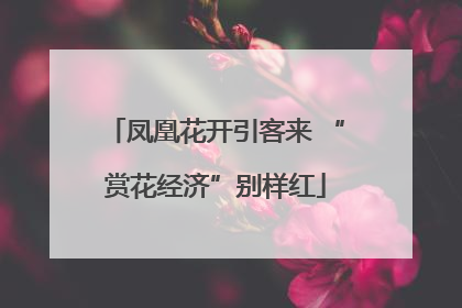 凤凰花开引客来 “赏花经济”别样红