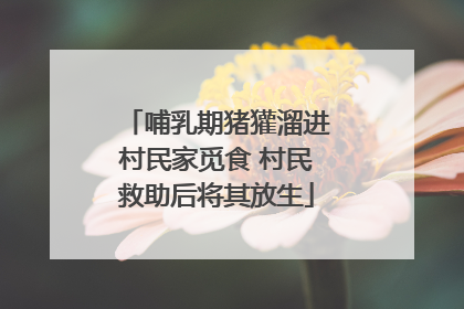 哺乳期猪獾溜进村民家觅食 村民救助后将其放生
