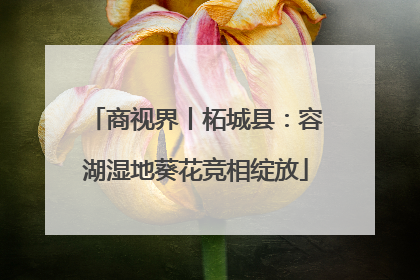 商视界丨柘城县：容湖湿地葵花竞相绽放