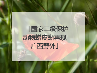 国家二级保护动物蜡皮蜥再现广西野外