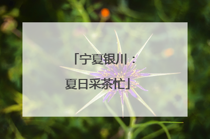 宁夏银川：夏日采茶忙