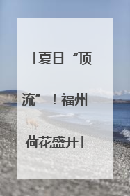 夏日“顶流”！福州荷花盛开