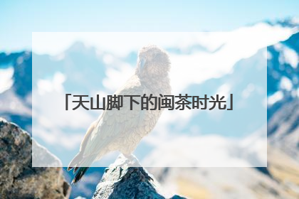 天山脚下的闽茶时光