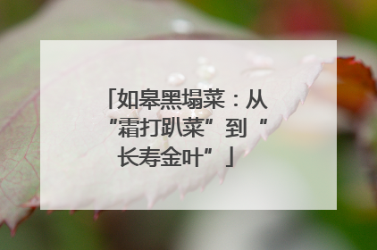 如皋黑塌菜：从“霜打趴菜”到“长寿金叶”