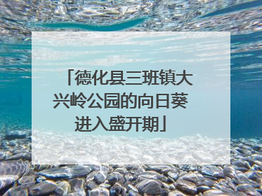 德化县三班镇大兴岭公园的向日葵进入盛开期