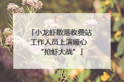 小龙虾散落收费站 工作人员上演暖心“抢虾大战”
