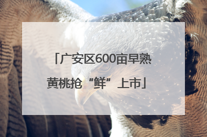 广安区600亩早熟黄桃抢“鲜”上市