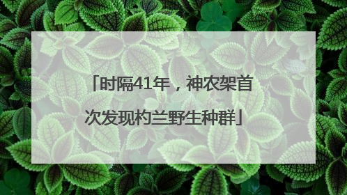 时隔41年，神农架首次发现杓兰野生种群