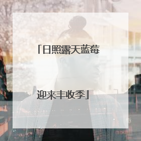 日照露天蓝莓迎来丰收季