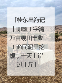桂东出海记丨即墨丁字湾万亩蚬田丰收！渔民泥里挖蚬，一天上岸过千斤