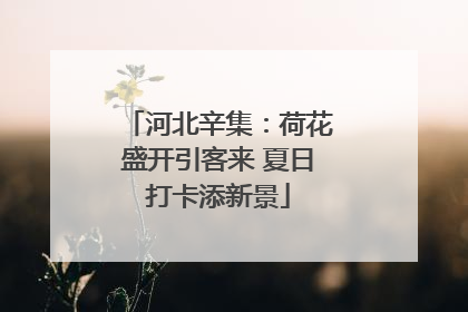 河北辛集：荷花盛开引客来 夏日打卡添新景
