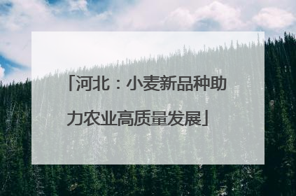河北：小麦新品种助力农业高质量发展