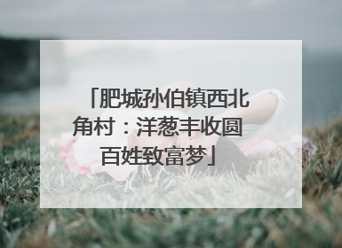 肥城孙伯镇西北角村：洋葱丰收圆百姓致富梦