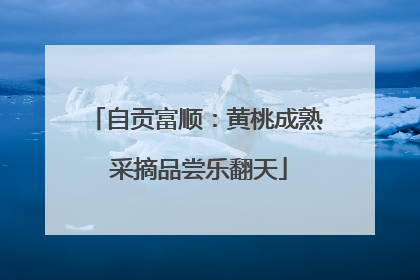 自贡富顺：黄桃成熟 采摘品尝乐翻天