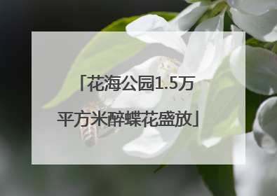 花海公园1.5万平方米醉蝶花盛放