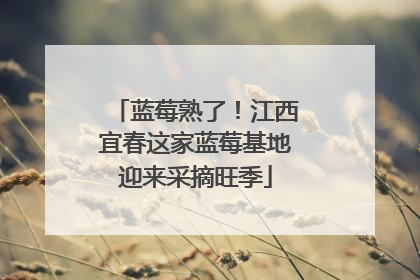 蓝莓熟了！江西宜春这家蓝莓基地迎来采摘旺季