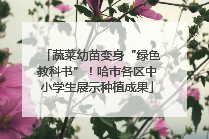 蔬菜幼苗变身“绿色教科书”！哈市各区中小学生展示种植成果