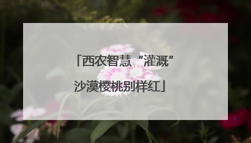 西农智慧“灌溉” 沙漠樱桃别样红