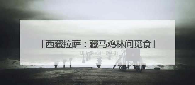 西藏拉萨：藏马鸡林间觅食