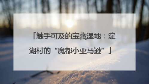 触手可及的宝藏湿地：淀湖村的“魔都小亚马逊”