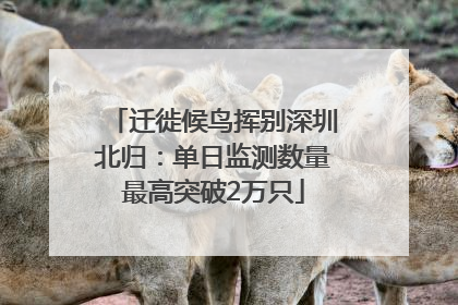 迁徙候鸟挥别深圳北归：单日监测数量最高突破2万只