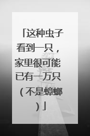 这种虫子看到一只，家里很可能已有一万只（不是蟑螂）
