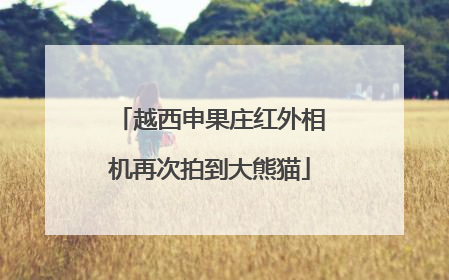 越西申果庄红外相机再次拍到大熊猫