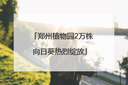 郑州植物园2万株向日葵热烈绽放