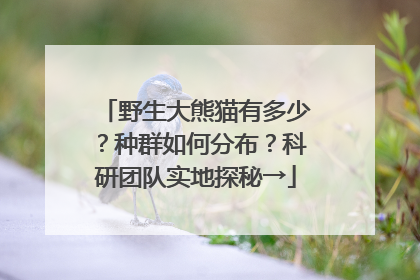 野生大熊猫有多少？种群如何分布？科研团队实地探秘→