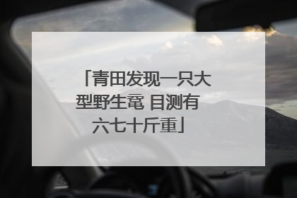 青田发现一只大型野生鼋 目测有六七十斤重