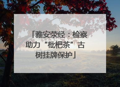 雅安荥经：检察助力“枇杷茶”古树挂牌保护