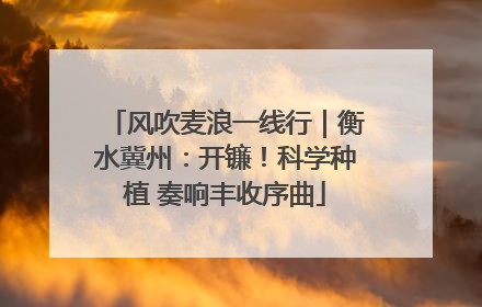 风吹麦浪一线行｜衡水冀州：开镰！科学种植 奏响丰收序曲