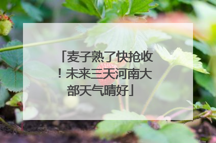 麦子熟了快抢收！未来三天河南大部天气晴好